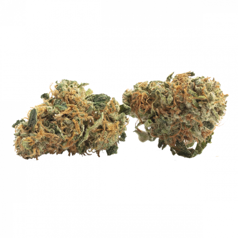 Der Anbau von Cannabis Indica, Sativa und Hybriden